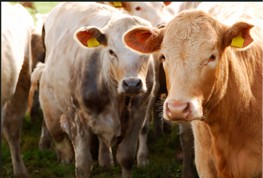 terneros en cebadero libres de mycoplasma bovis