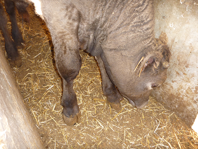 ganado bovino con cojera provocada por mycoplasma bovis